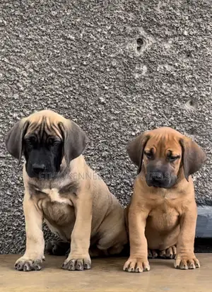 Photo - 1-3 months Male Purebred Mastiff