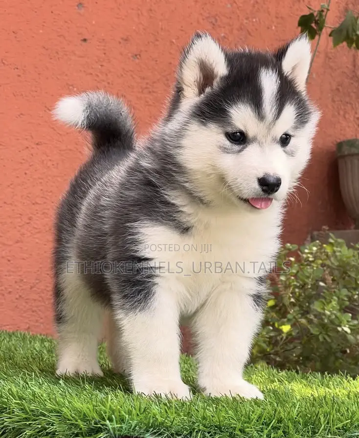 1-3 months Female Purebred Siberian Husky