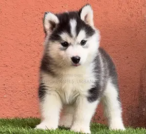 1-3 months Female Purebred Siberian Husky