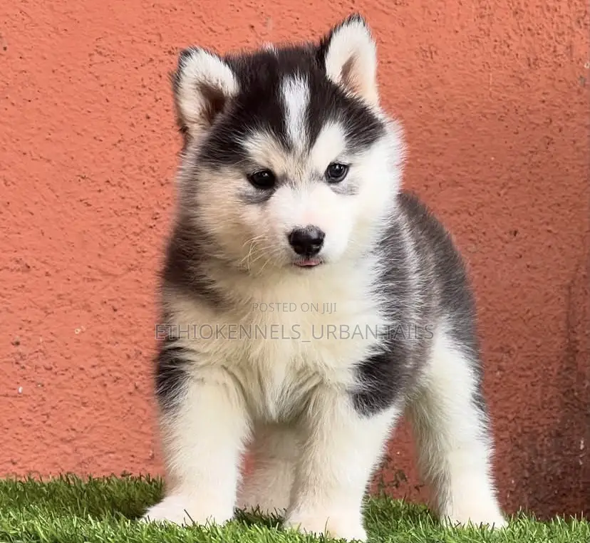 1-3 months Female Purebred Siberian Husky
