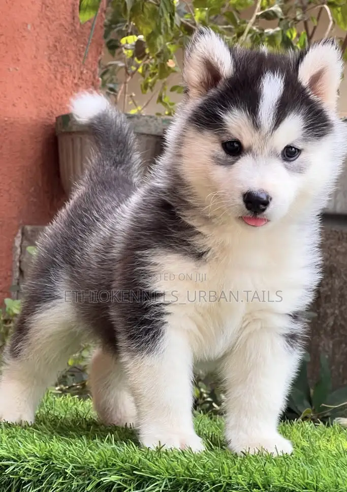 1-3 months Female Purebred Siberian Husky
