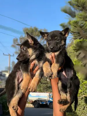 Photo - 1-3 months Male Purebred German Shepherd