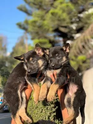 Photo - 1-3 months Male Purebred German Shepherd