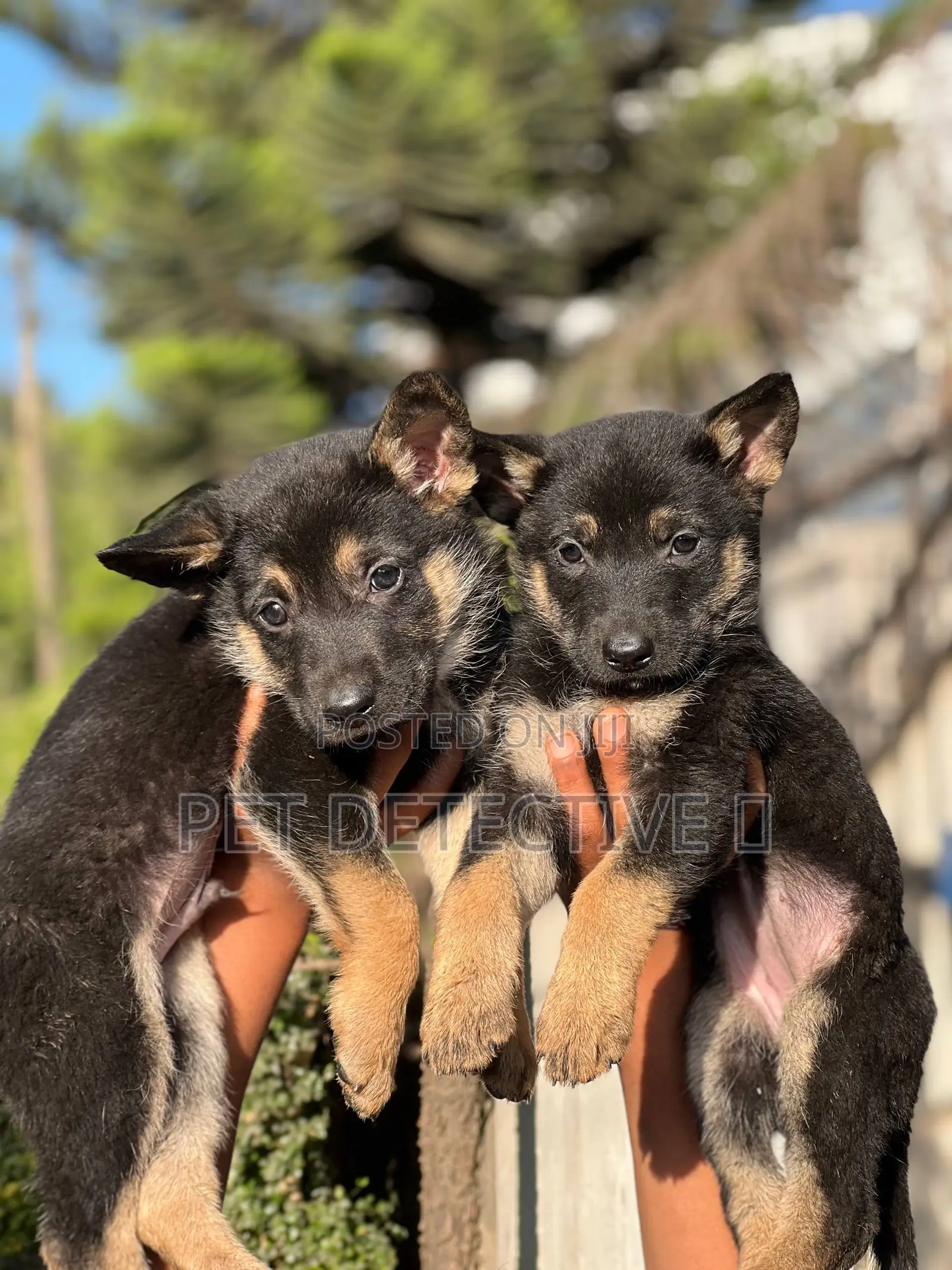 1-3 months Male Purebred German Shepherd