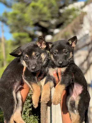 Photo - 1-3 months Male Purebred German Shepherd