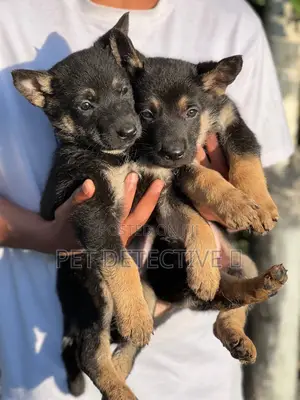 Photo - 1-3 months Male Purebred German Shepherd