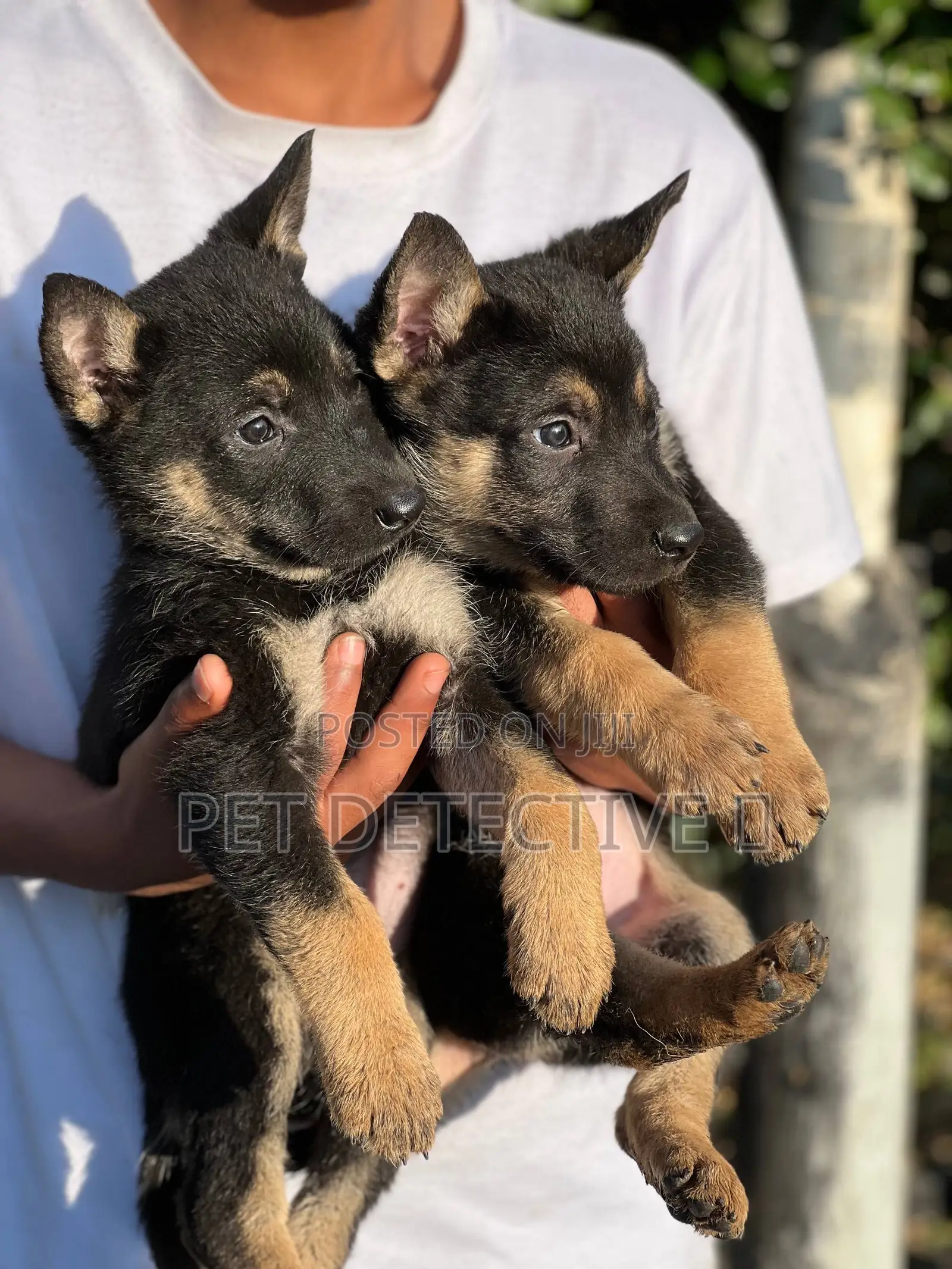 1-3 months Male Purebred German Shepherd
