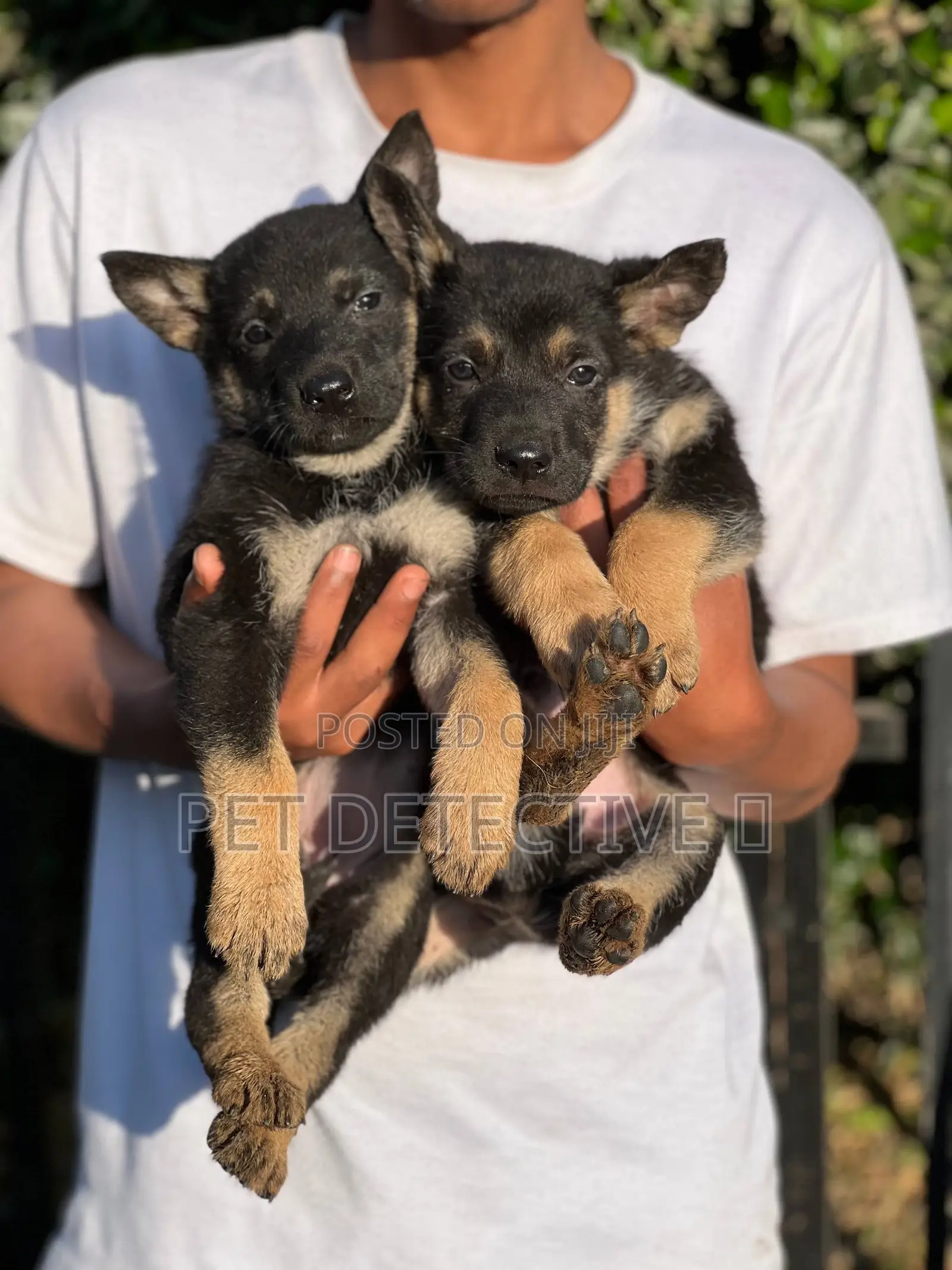 1-3 months Male Purebred German Shepherd