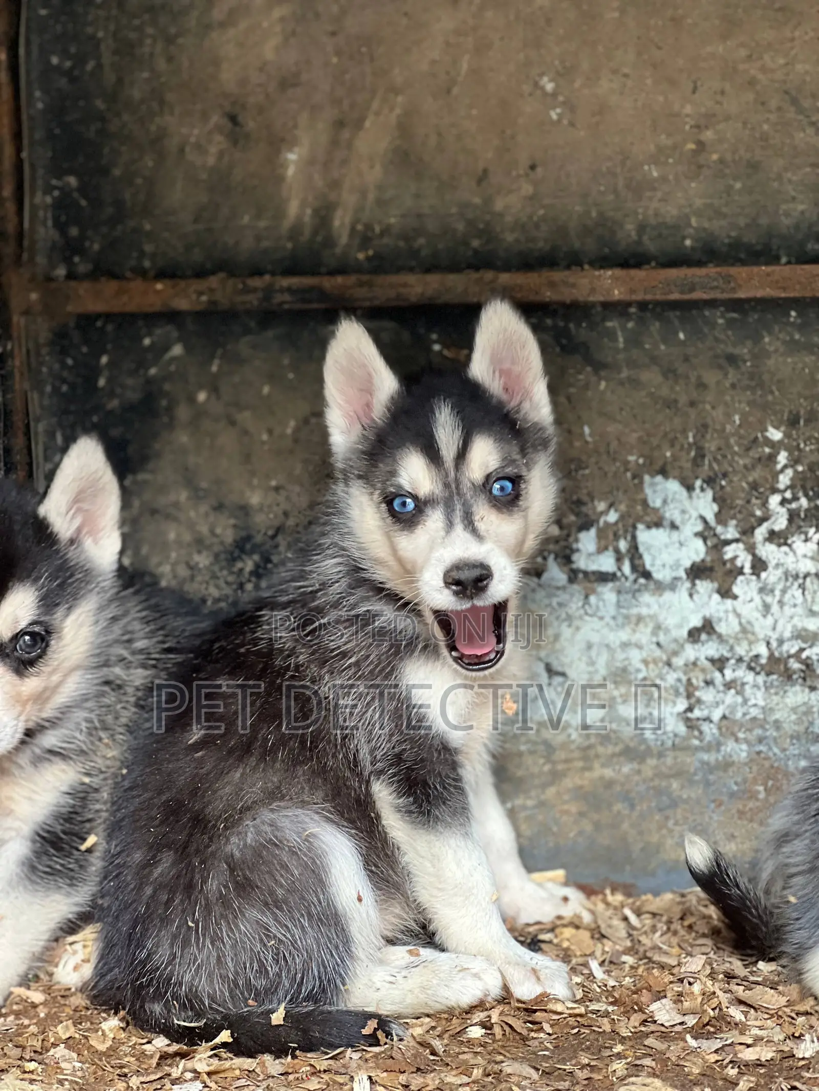 1-3 months Male Purebred Siberian Husky
