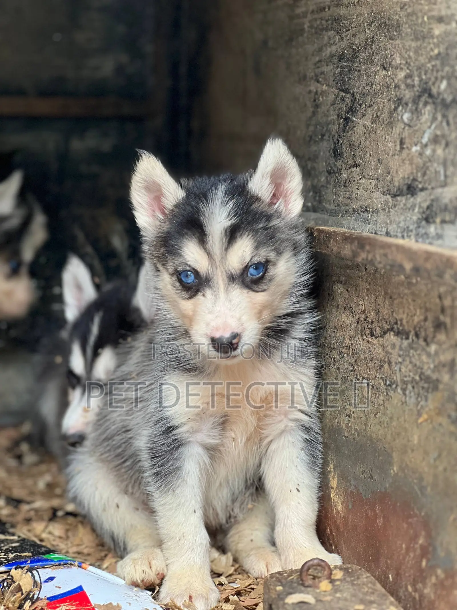 1-3 months Male Purebred Siberian Husky