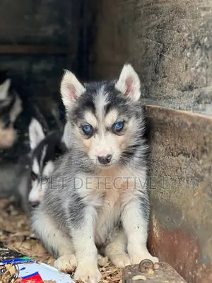 Photo - 1-3 months Male Purebred Siberian Husky