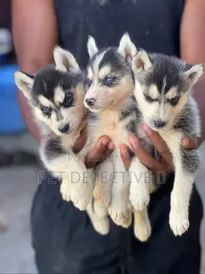 Photo - 1-3 months Male Purebred Siberian Husky