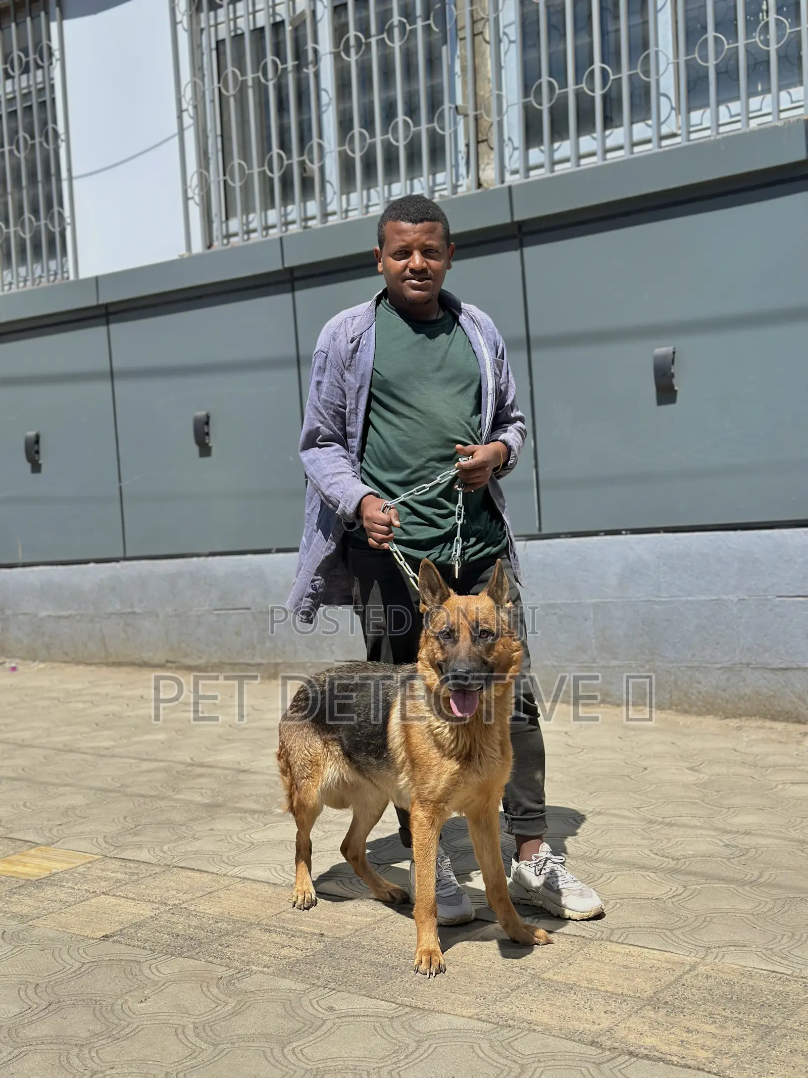 6-12 months Female Purebred German Shepherd