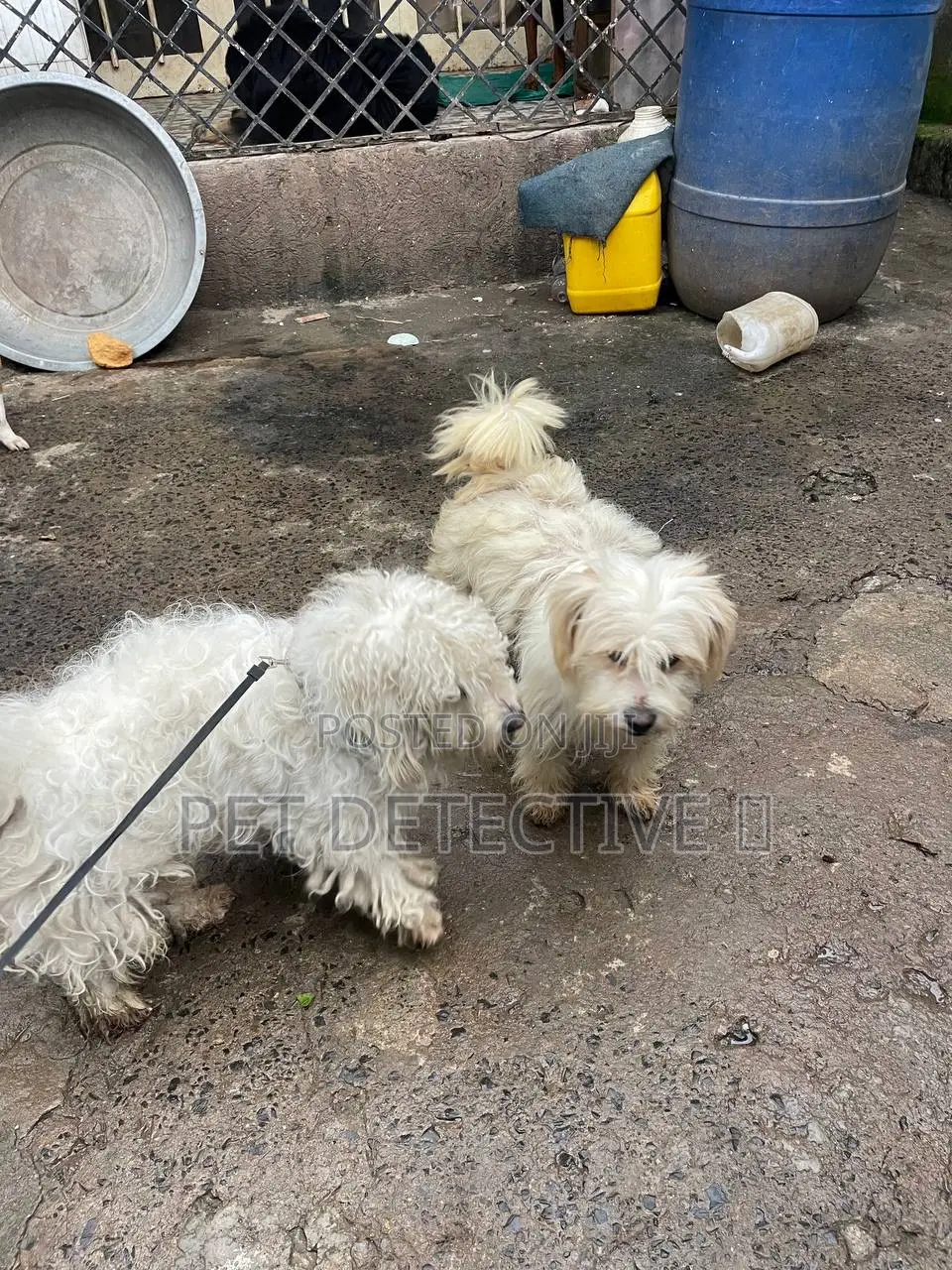6-12 months Male Purebred Maltese