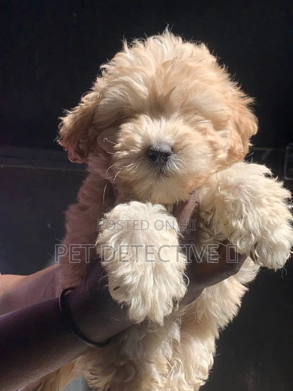 1-3 months Male Purebred Poodle