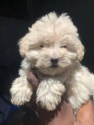 Photo - 1-3 months Female Purebred Poodle