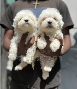 Photo - 1-3 months Male Purebred Maltese