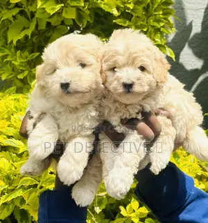 Photo - 1-3 months Male Purebred Poodle