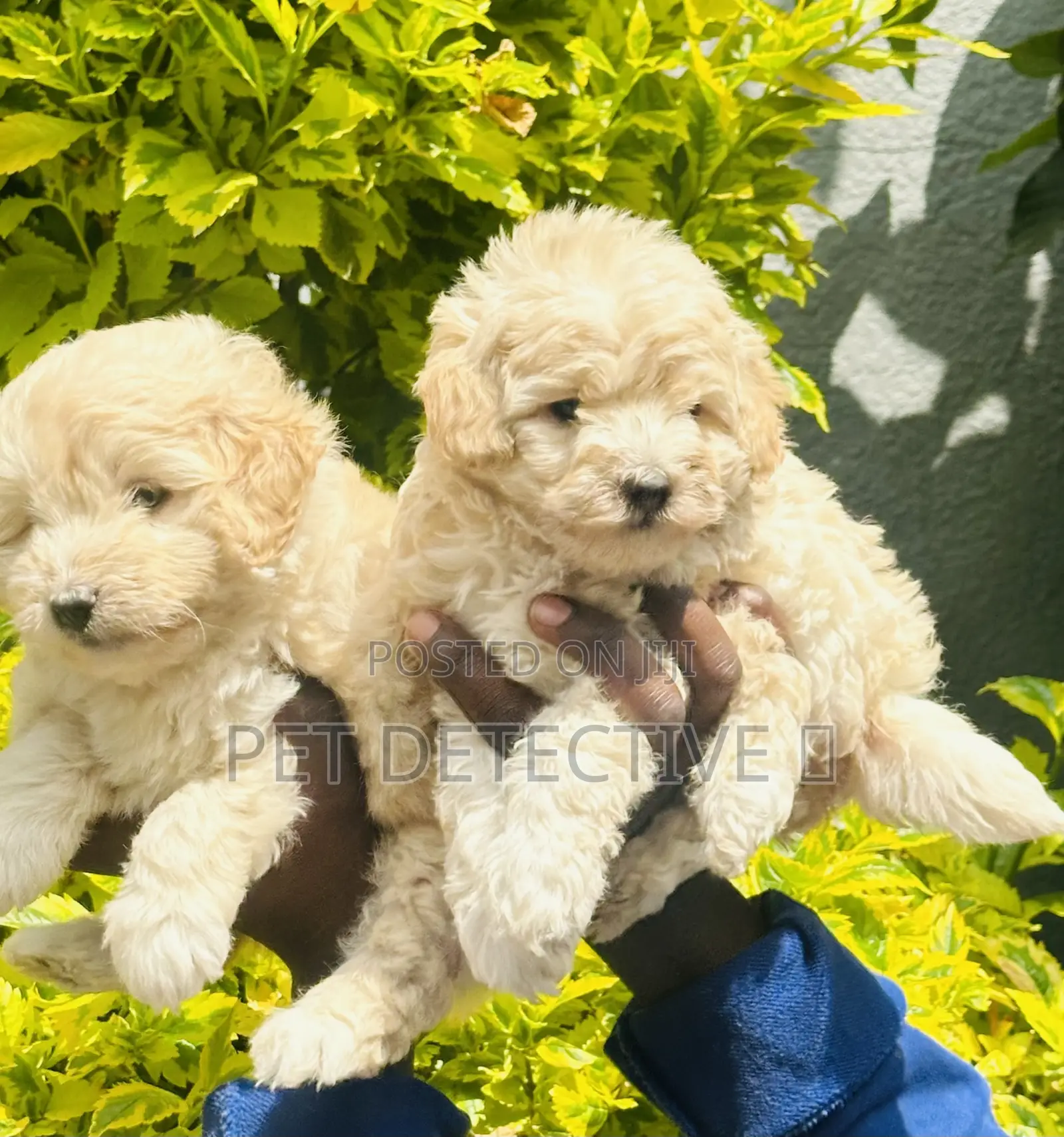1-3 months Male Purebred Maltese
