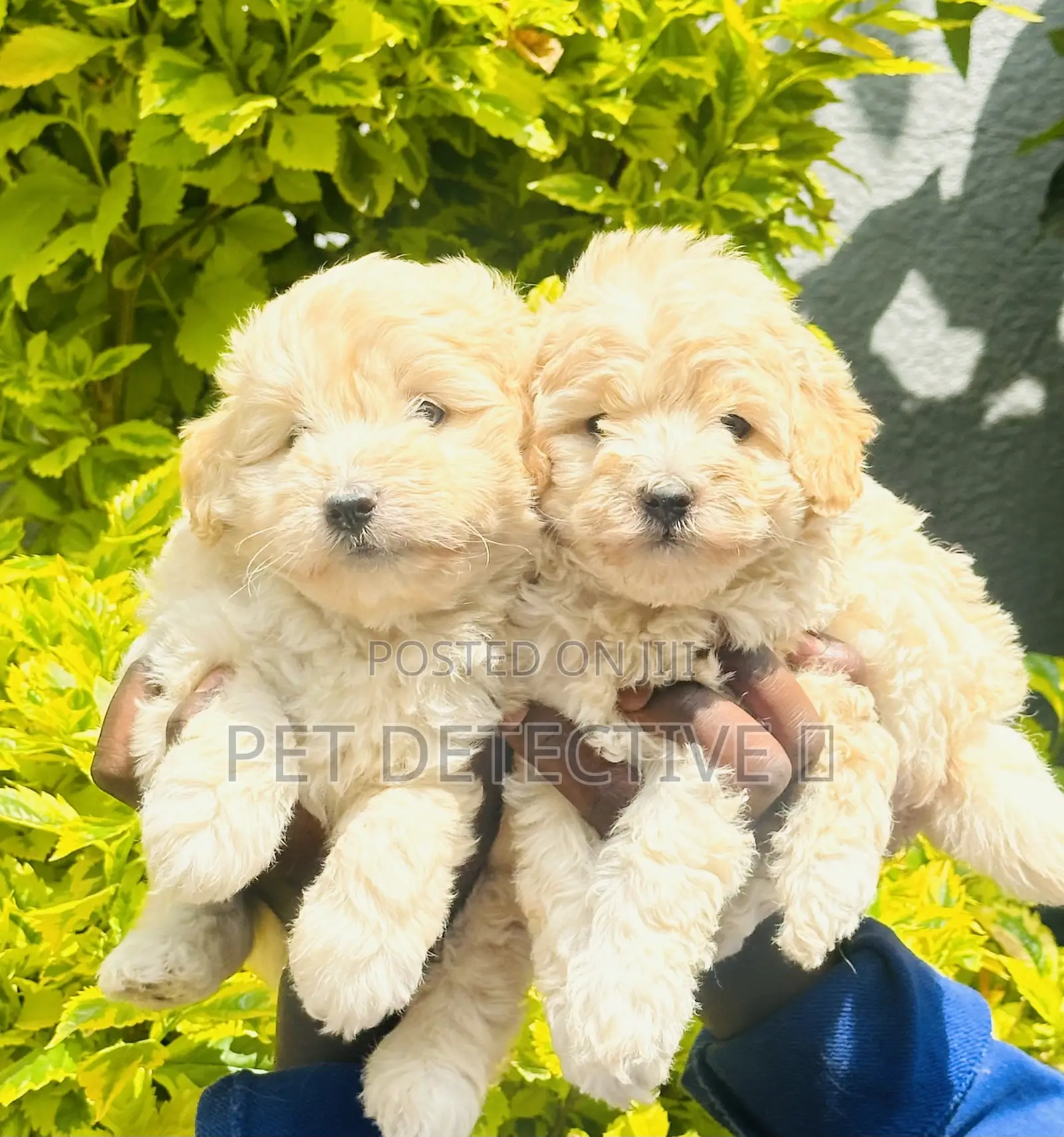 1-3 months Male Purebred Maltese