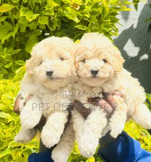 Photo - 1-3 months Male Purebred Maltese