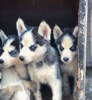 Photo - 1-3 months Male Purebred Siberian Husky