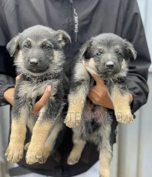Photo - 1-3 months Male Purebred German Shepherd
