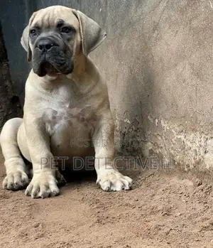 Photo - 1-3 months Male Purebred Boerboel