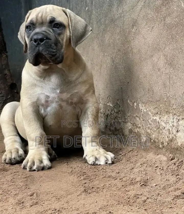 1-3 months Male Purebred Boerboel