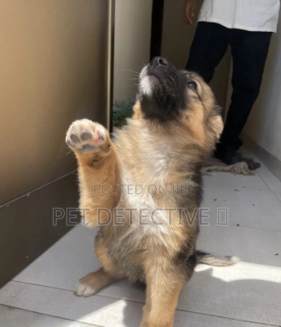 1-3 months Male Purebred German Shepherd