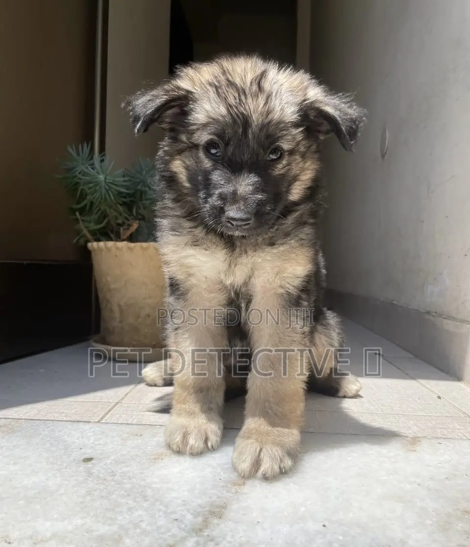 1-3 months Male Purebred German Shepherd