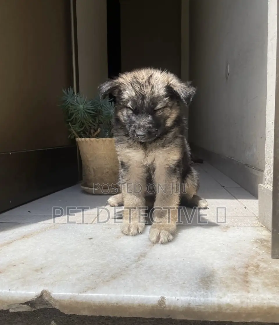 1-3 months Male Purebred German Shepherd