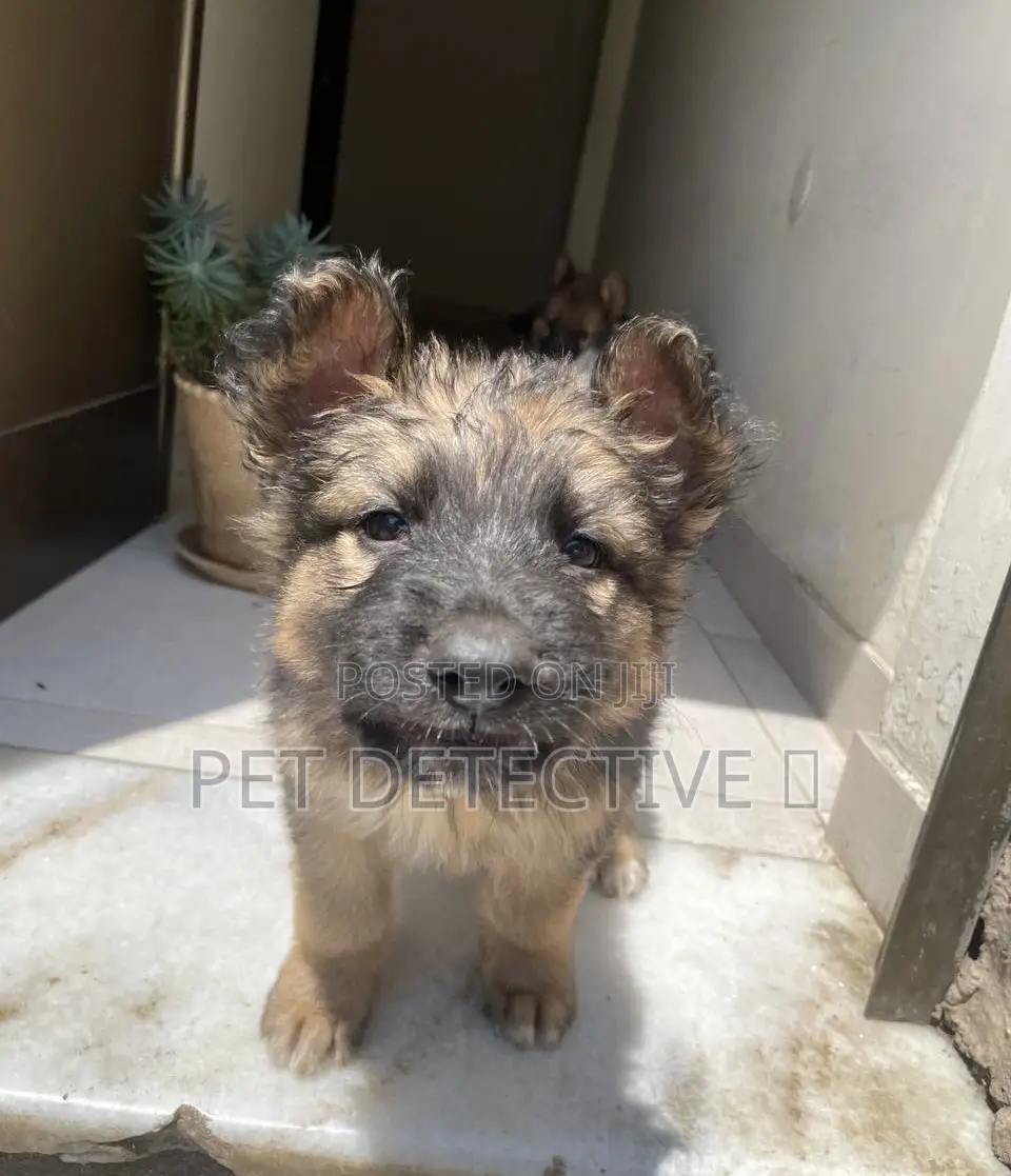 1-3 months Male Purebred German Shepherd