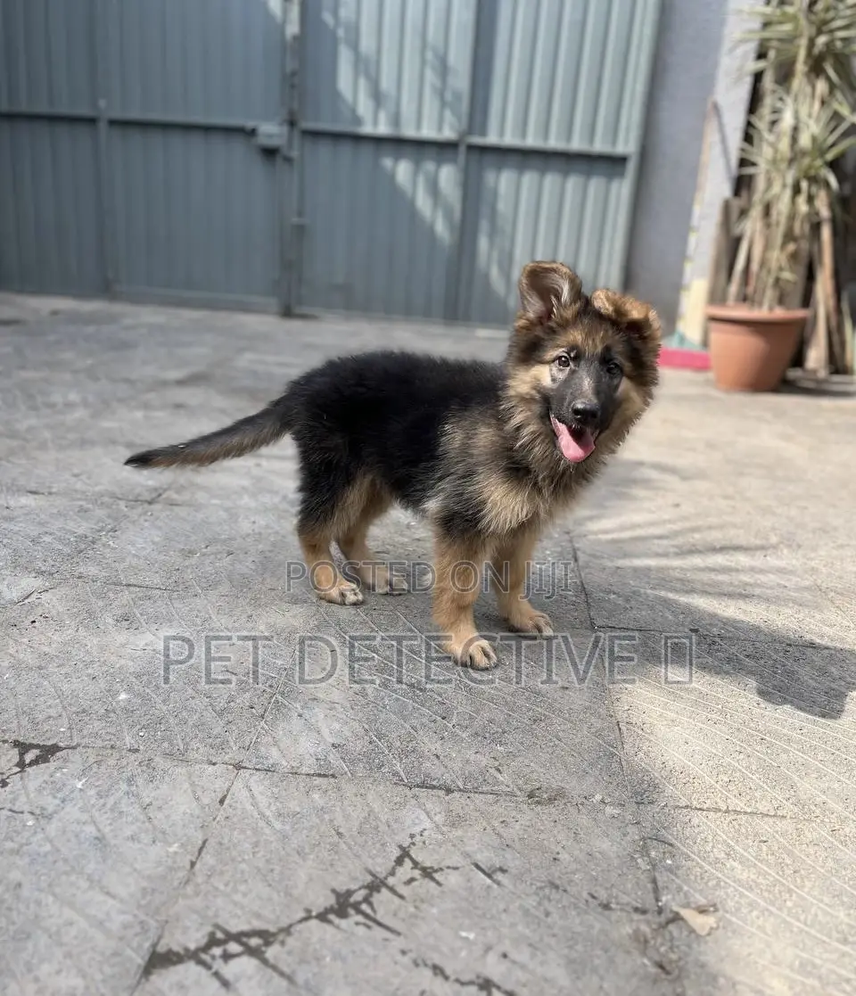 1-3 months Male Purebred German Shepherd