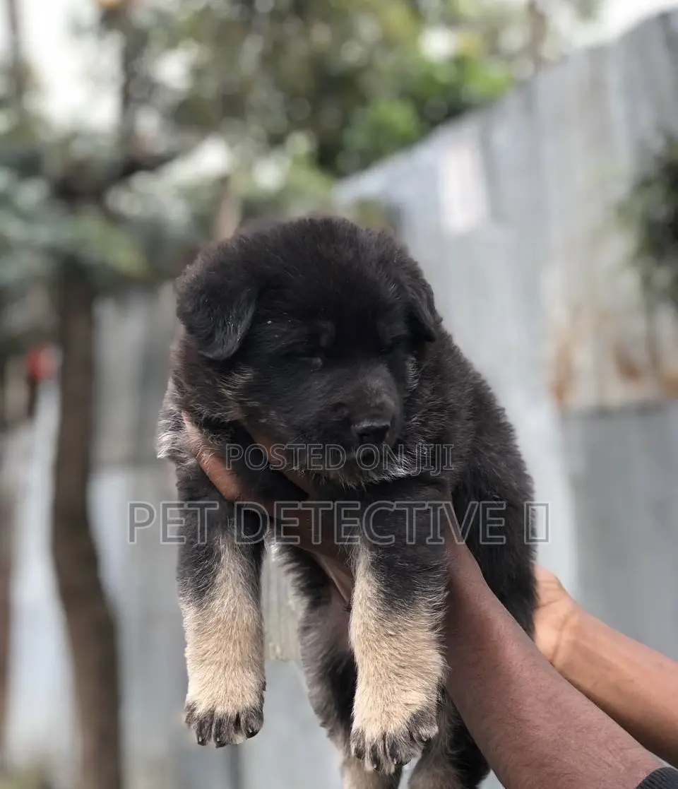 1-3 months Male Purebred German Shepherd