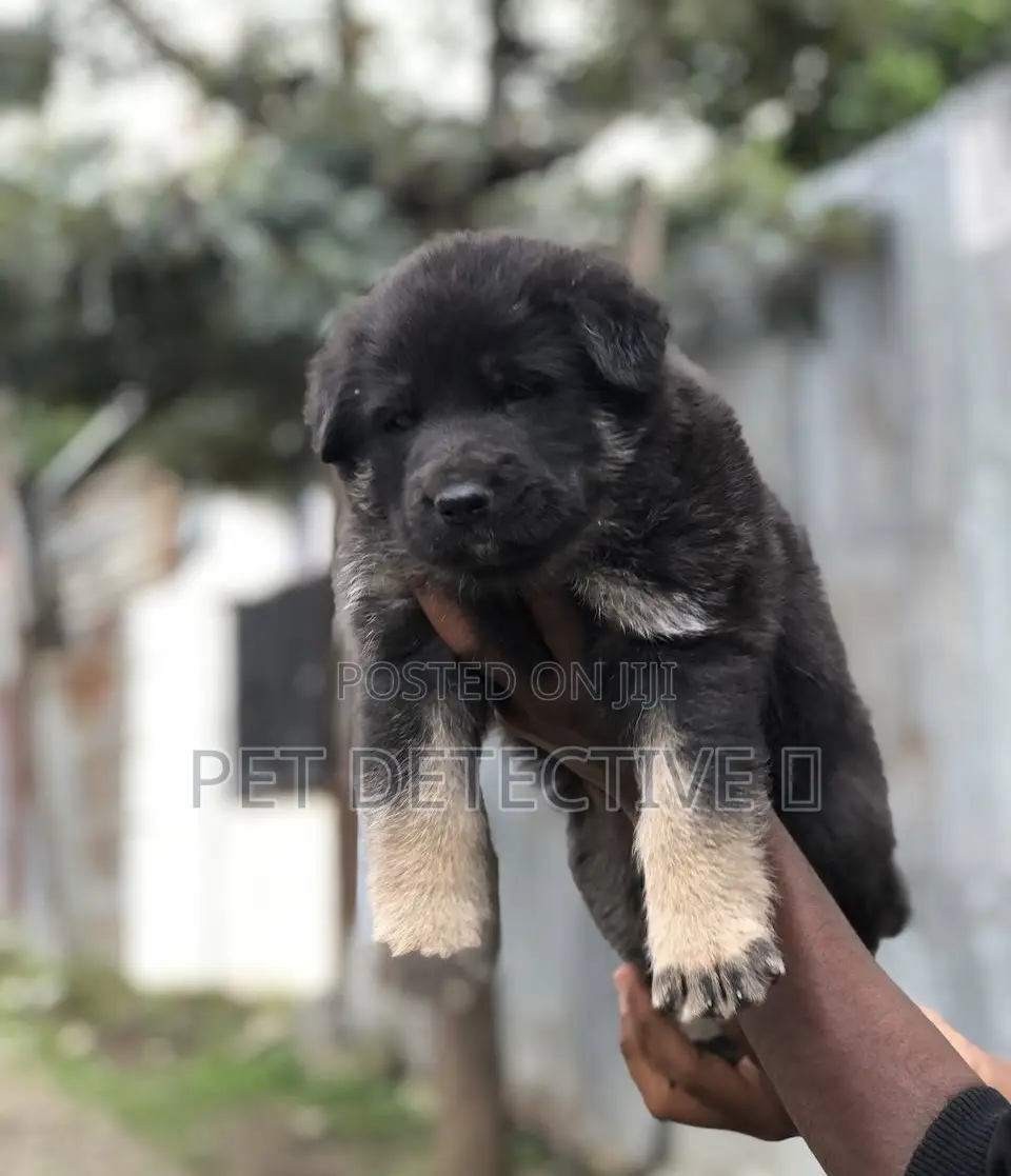 1-3 months Male Purebred German Shepherd