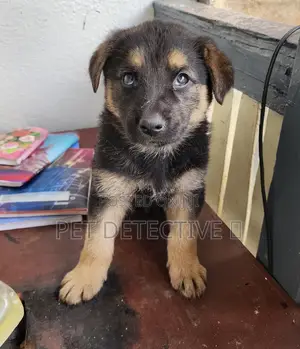 Photo - 1-3 months Male Purebred German Shepherd