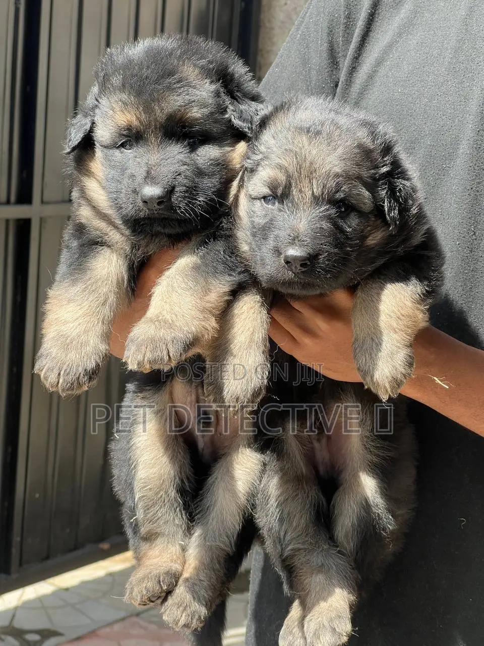 1-3 months Male Purebred German Shepherd