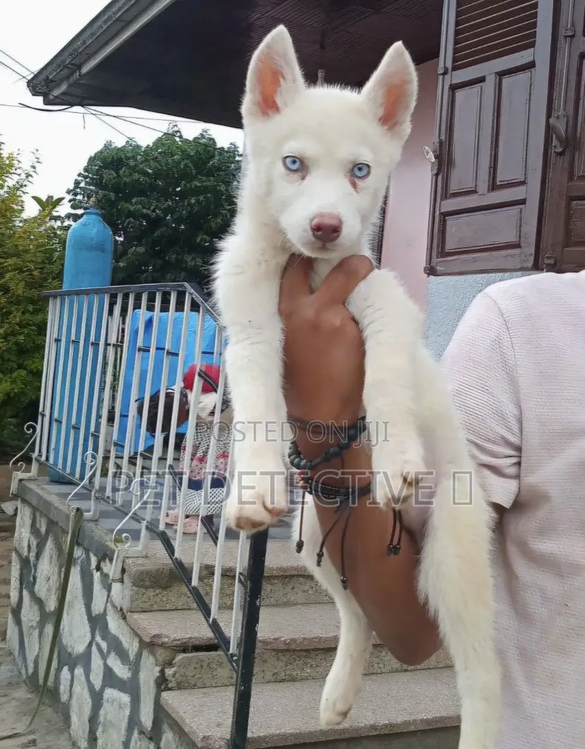 1-3 months Male Purebred Siberian Husky