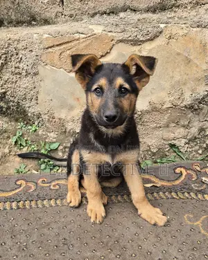 Photo - 1-3 months Male Purebred German Shepherd