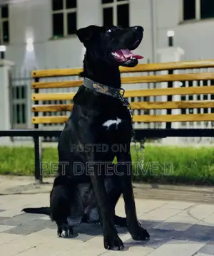 Photo - 1-3 months Male Purebred Great Dane