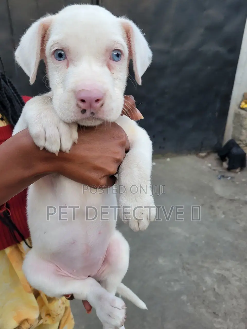 1-3 months Male Purebred Great Dane