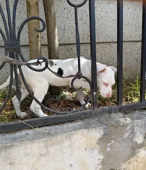 Photo - 1-3 months Male Purebred Great Dane