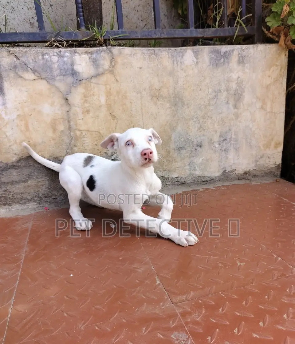 1-3 months Male Purebred Great Dane