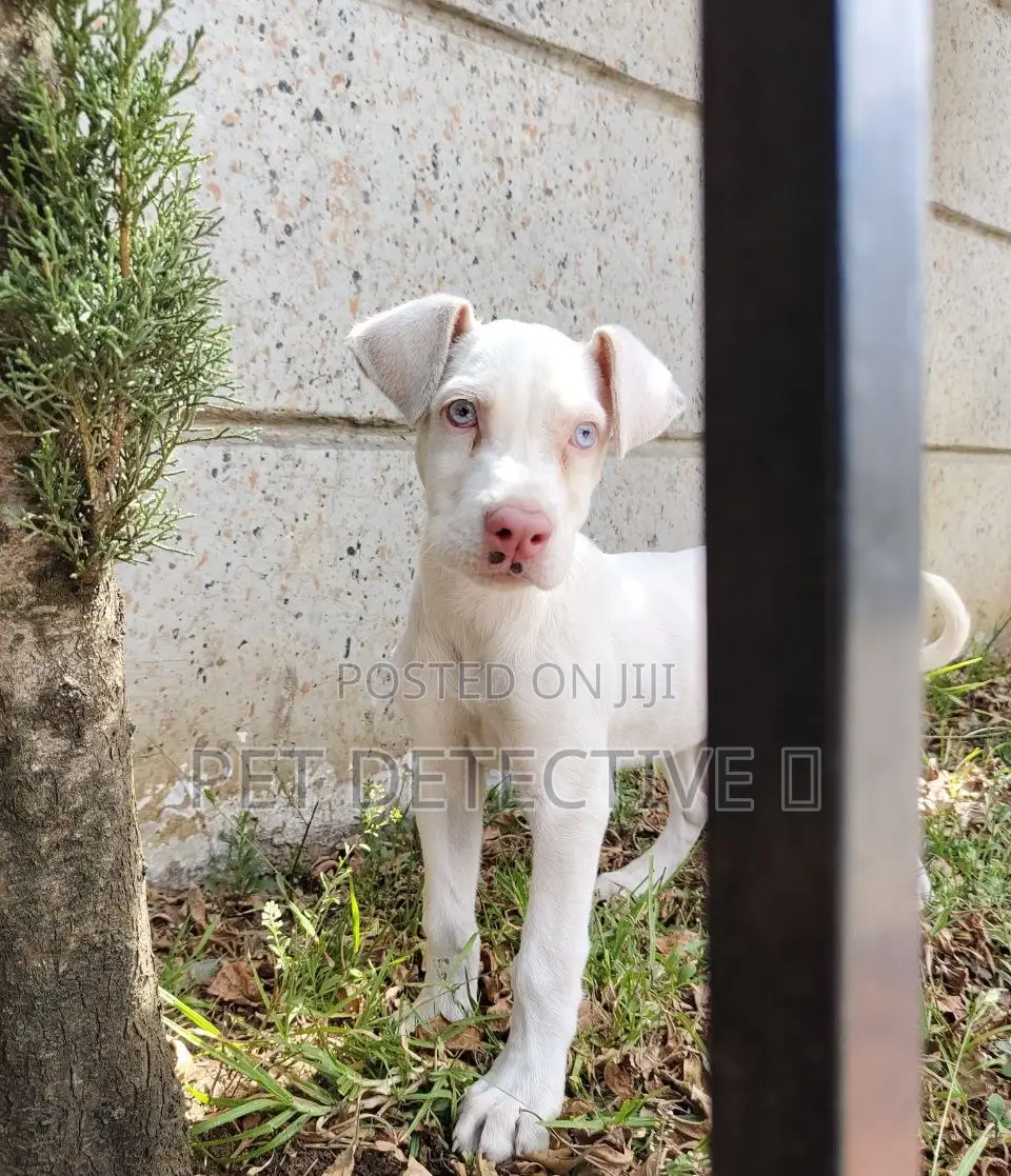 1-3 months Male Purebred Great Dane