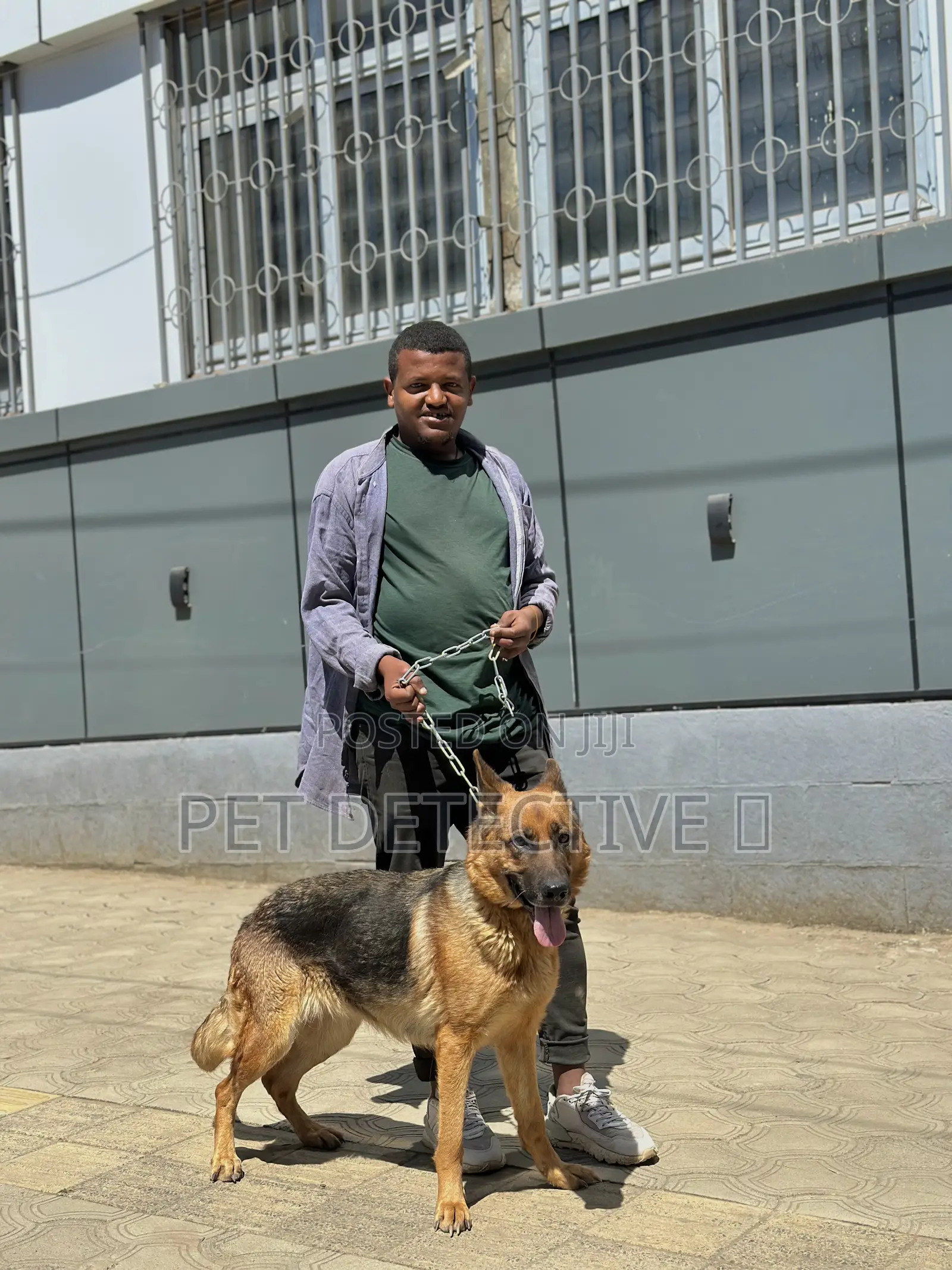 6-12 months Female Purebred German Shepherd