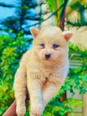 Photo - 1-3 months Male Purebred Siberian Husky