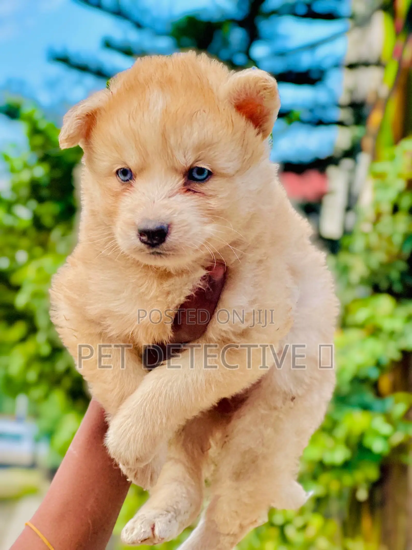 1-3 months Male Purebred Siberian Husky