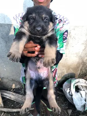 Photo - 1-3 months Male Purebred German Shepherd