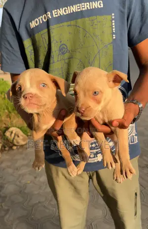 Photo - 1-3 months Male Purebred American Pit Bull Terrier